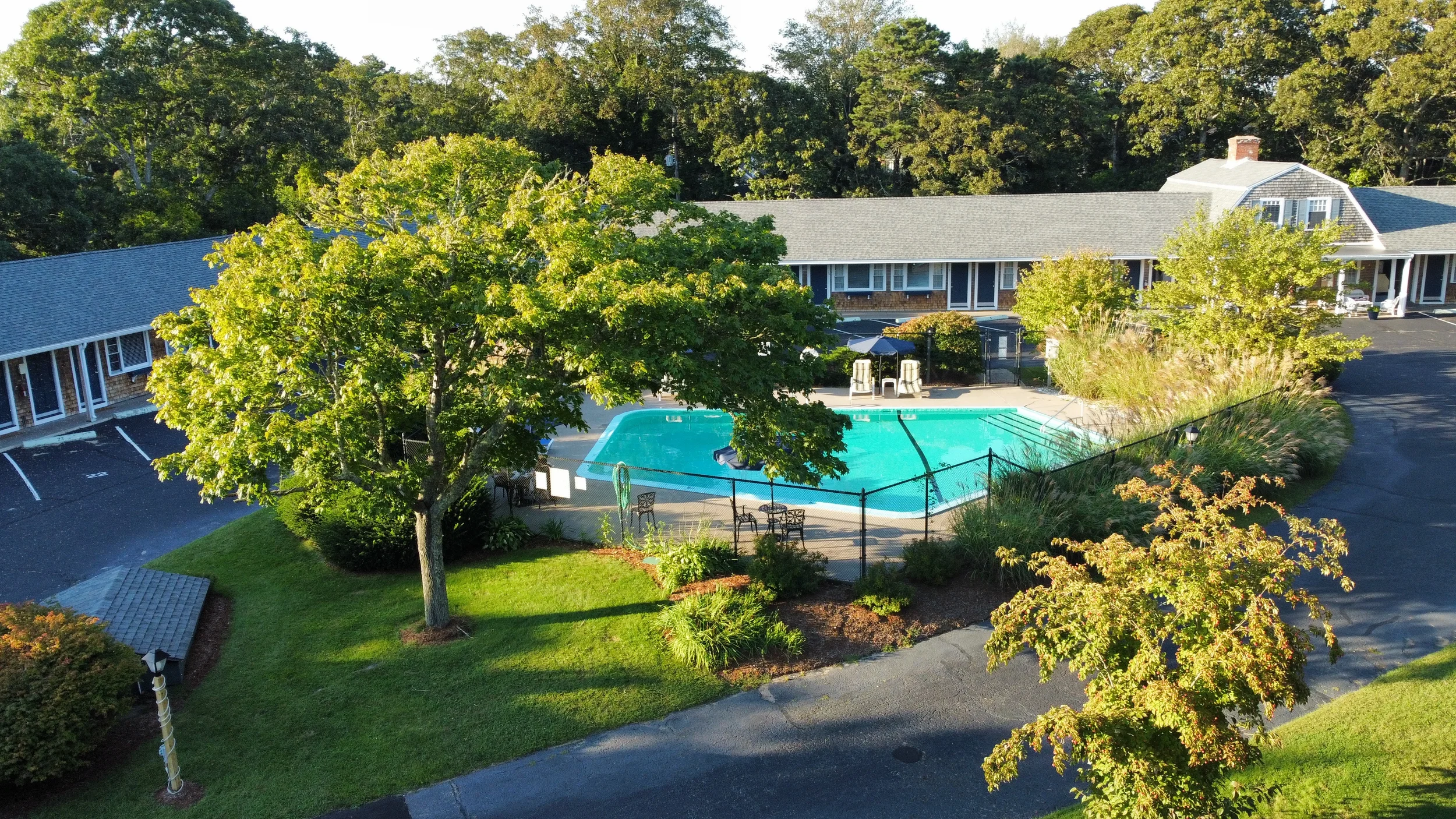 trees and pool